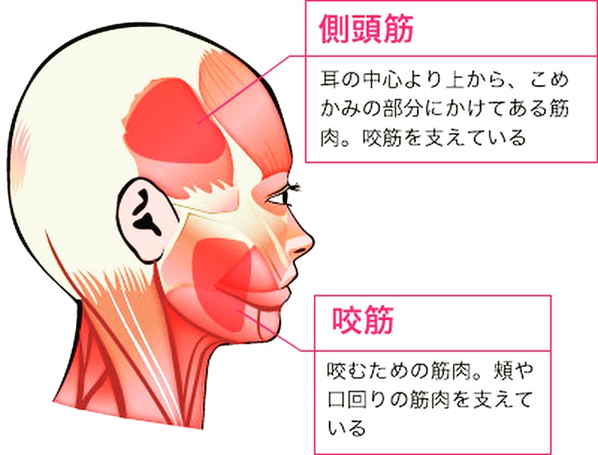 側頭と咬筋