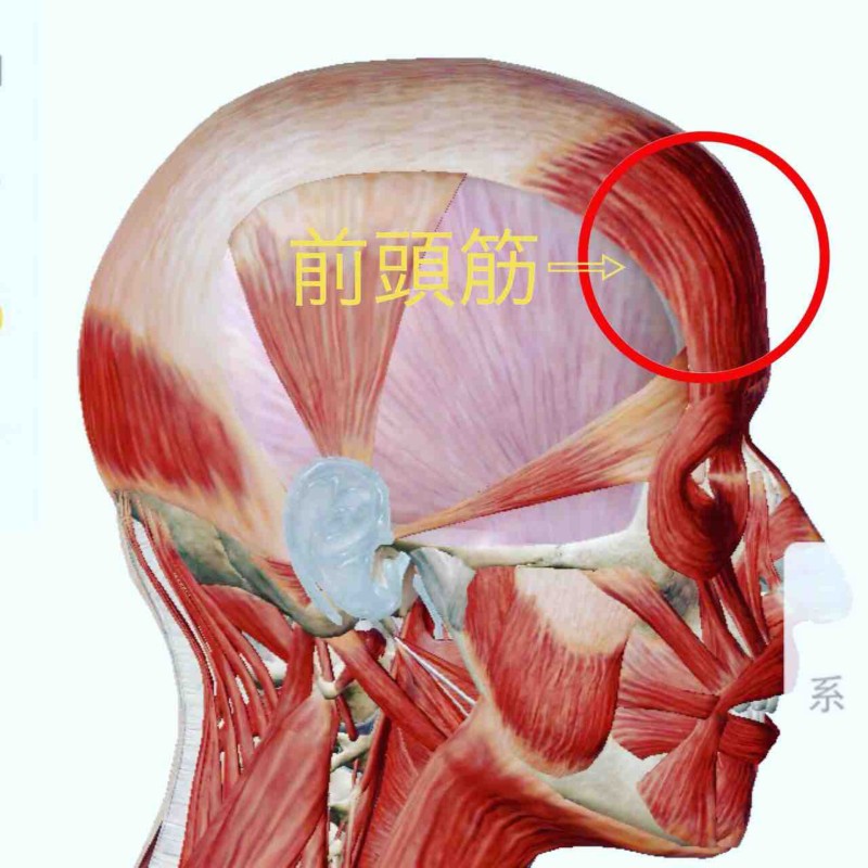 前頭筋