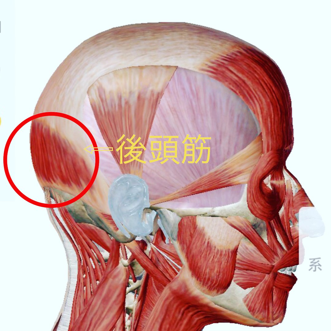 後頭筋